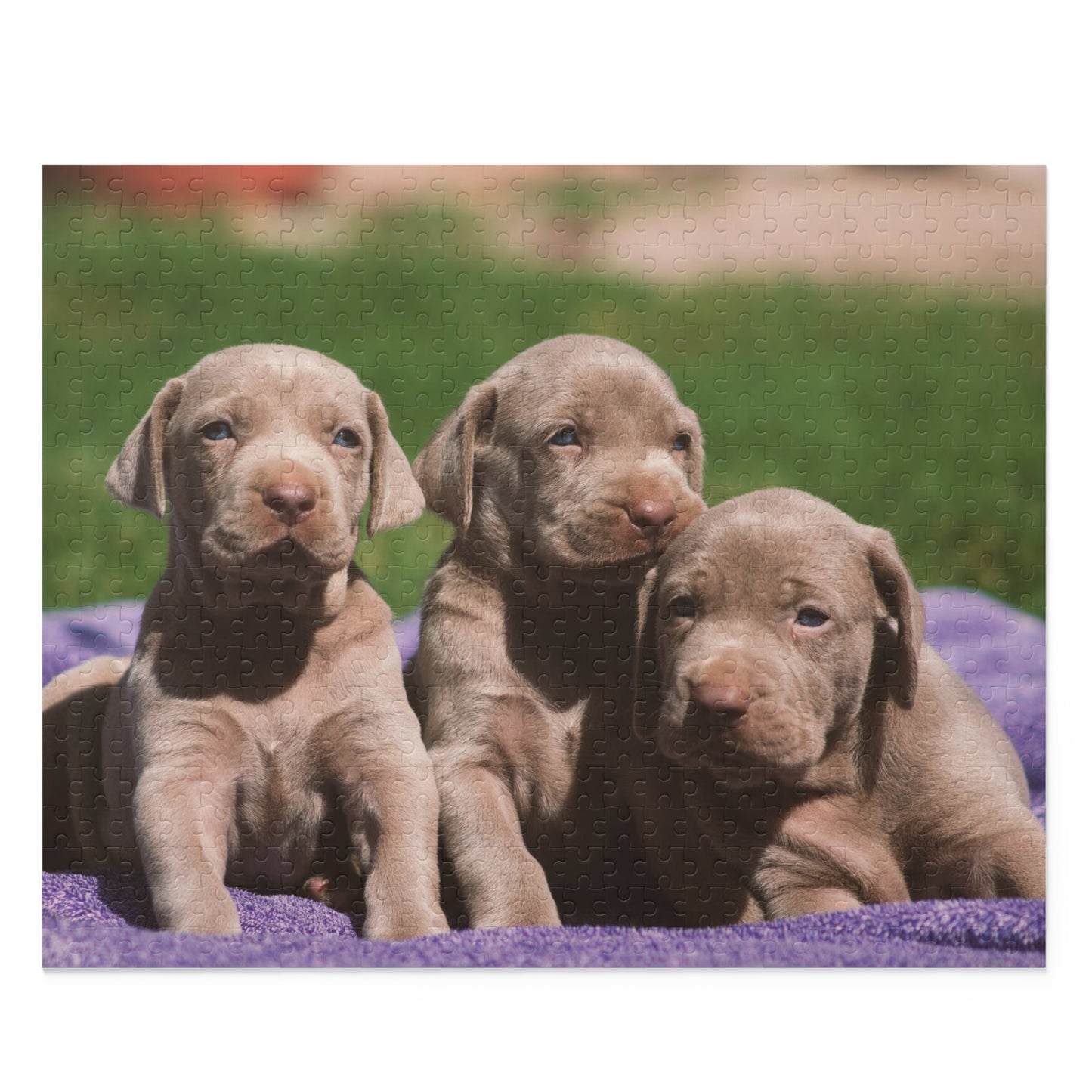 Silver Labrador Retriever Puzzle (120 or 500-Piece)