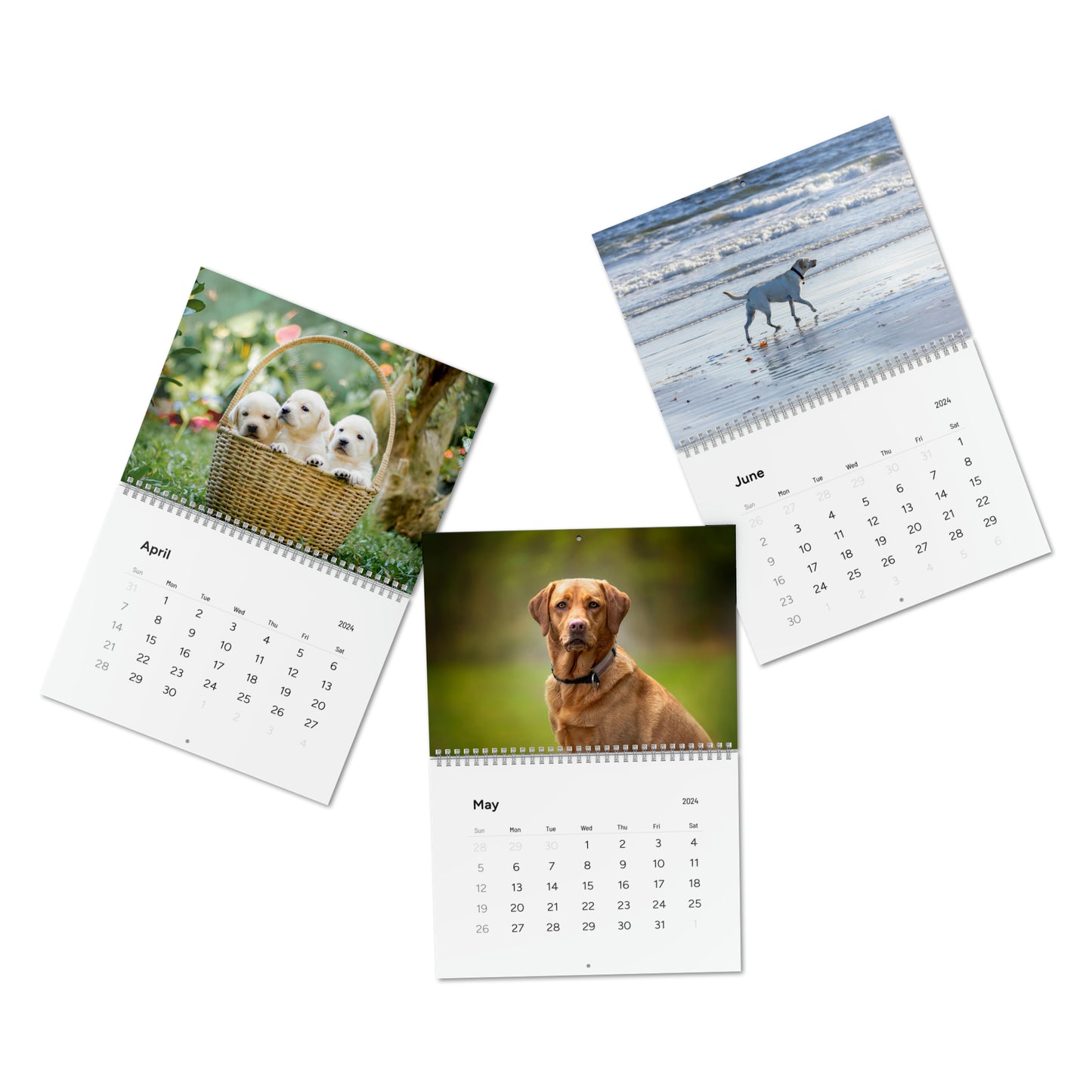 Love Lab Life 2024 Wall Calendar