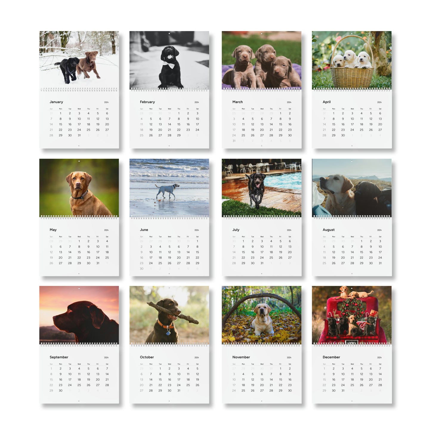 Love Lab Life 2024 Wall Calendar