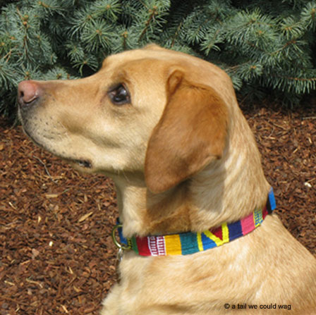 ATWCW Fiesta - Mayan Artisan-Handmade Pet Leash